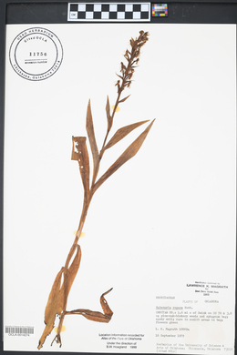 Habenaria repens image