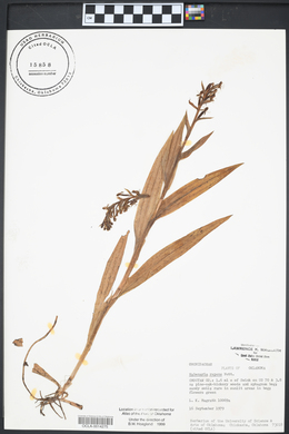 Habenaria repens image