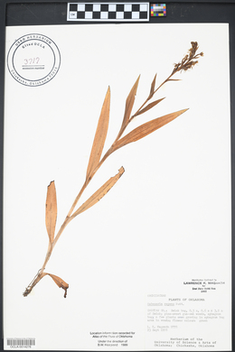 Habenaria repens image