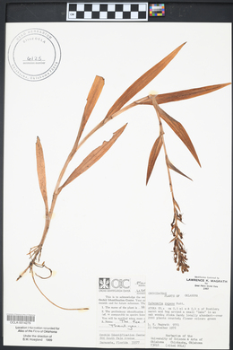 Habenaria repens image