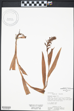 Habenaria repens image