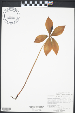 Isotria verticillata image