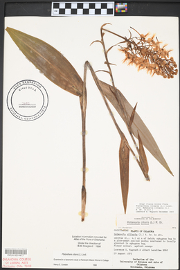 Platanthera ciliaris image