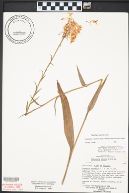 Platanthera ciliaris image