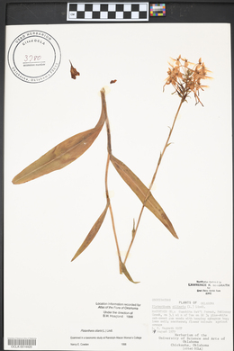 Platanthera ciliaris image