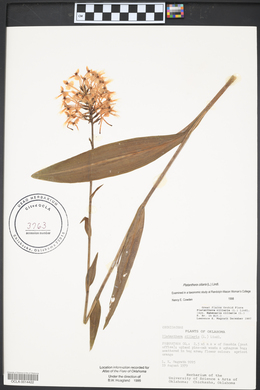 Platanthera ciliaris image