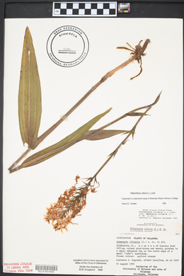 Platanthera ciliaris image