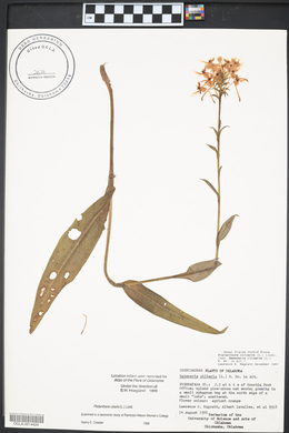 Platanthera ciliaris image