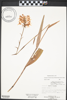 Platanthera ciliaris image