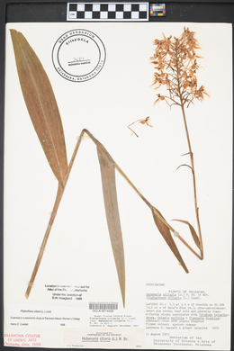 Platanthera ciliaris image