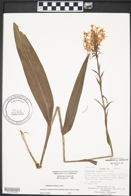 Platanthera ciliaris image