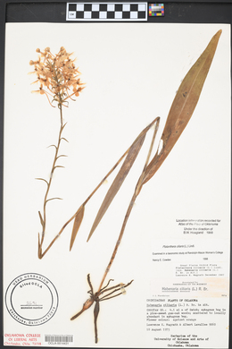 Platanthera ciliaris image