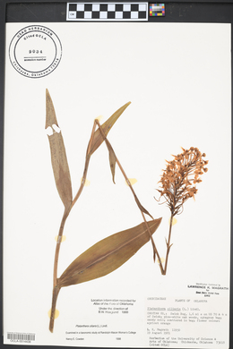 Platanthera ciliaris image