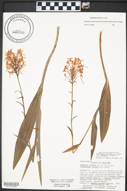 Platanthera ciliaris image