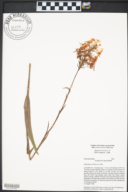 Platanthera ciliaris image