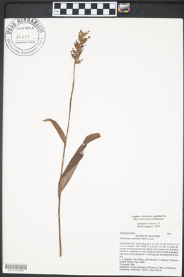 Platanthera clavellata image