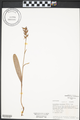 Platanthera clavellata image