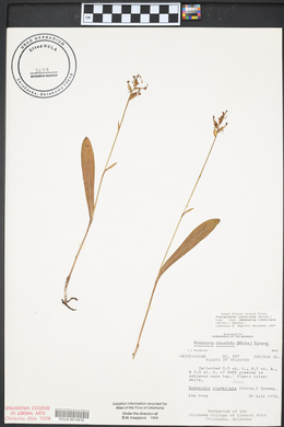 Platanthera clavellata image