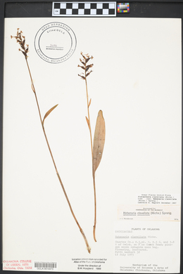 Platanthera clavellata image