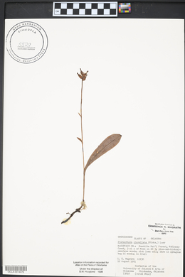 Platanthera clavellata image
