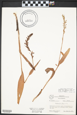 Platanthera flava image