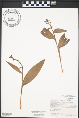 Platanthera flava image