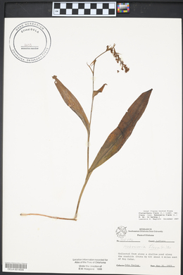 Platanthera flava var. flava image