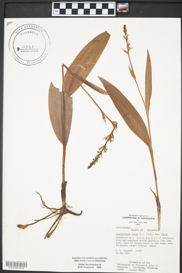 Platanthera flava image