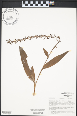 Platanthera flava image