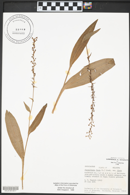 Platanthera flava image