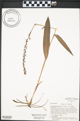 Platanthera flava image