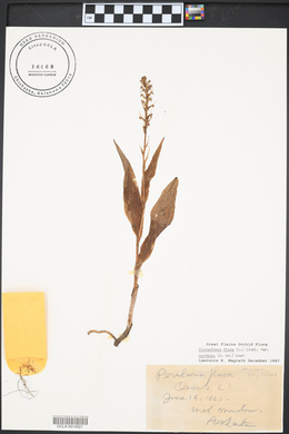 Platanthera flava var. herbiola image