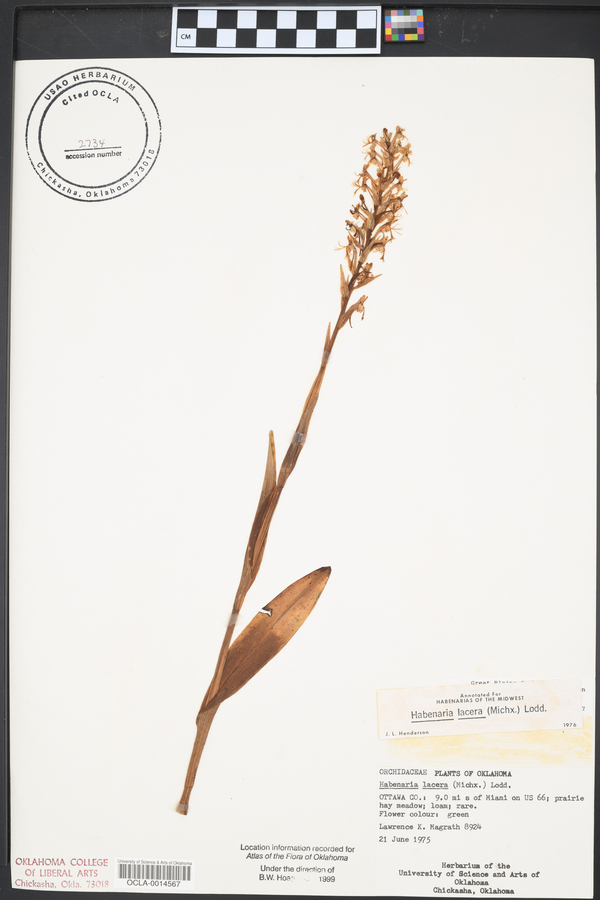 Platanthera lacera var. lacera image