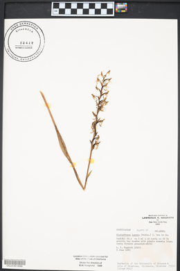 Platanthera lacera image