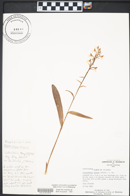 Platanthera lacera image