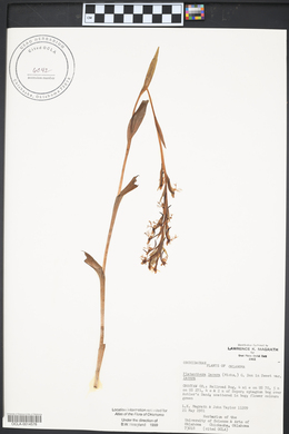 Platanthera lacera image