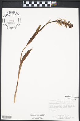 Platanthera lacera image