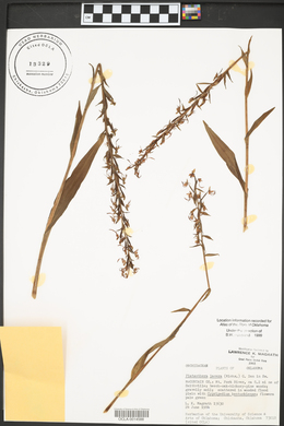 Platanthera lacera image