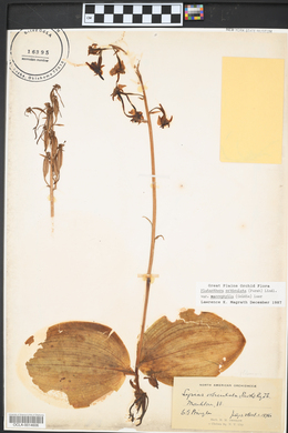 Platanthera orbiculata image