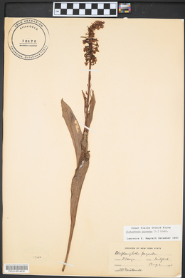 Platanthera psycodes image