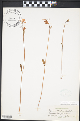 Pogonia ophioglossoides image