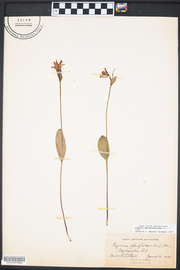 Pogonia ophioglossoides image