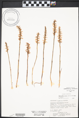 Spiranthes cernua image