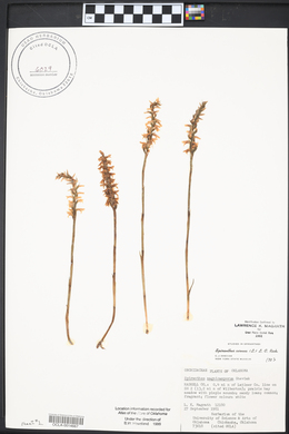 Spiranthes cernua image