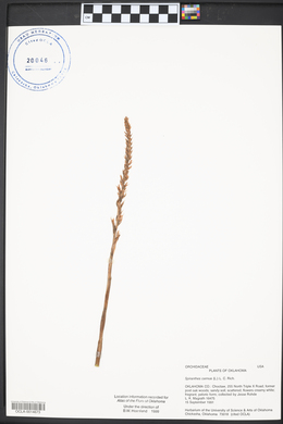 Spiranthes cernua image