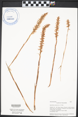 Spiranthes cernua image
