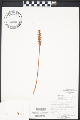 Spiranthes cernua image