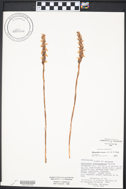 Spiranthes cernua image