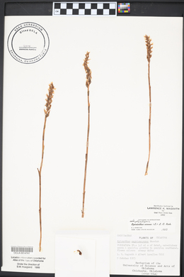 Spiranthes cernua image