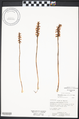 Spiranthes cernua image